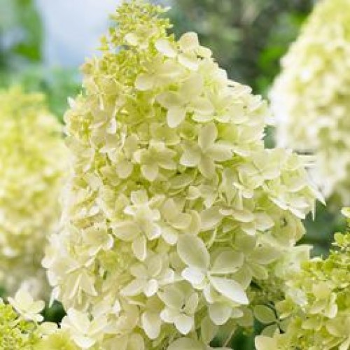 Hortenzija šluotelinė ( lot. Hydrangea paniculata) Phantom