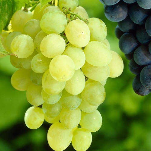 Vynuogė( lot. Vitis) Himrod