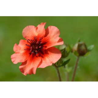 Sidabražolė nepalinė ( lot. Potentilla nepalensis)