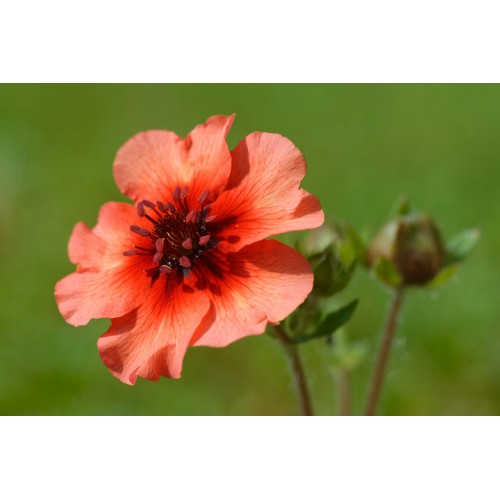 Sidabražolė nepalinė ( lot. Potentilla nepalensis)