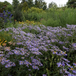 TOP 8 mažai priežiūros reikalaujantys daugiamečiai žydintys augalai Lietuvoje