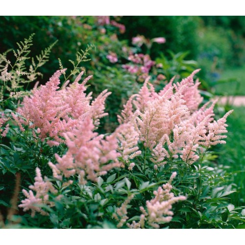 Astilbė japoninė (lot.Astilbe japonica) Peach Blossom