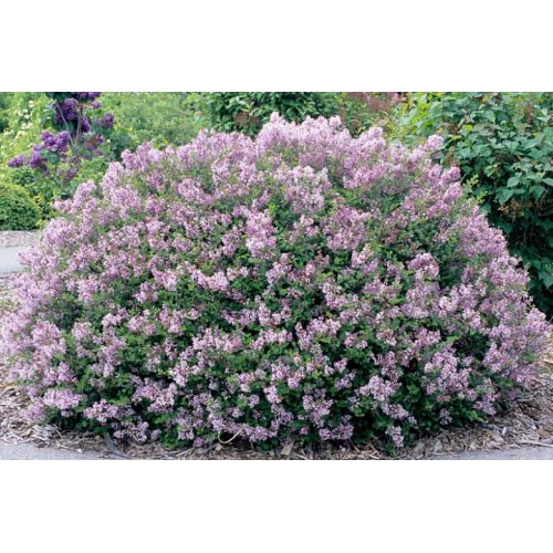 Alyva mejerio ( lot.syringa meyeri) Palibin