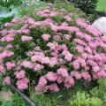 Lanksva japoninė ( lot. Spiraea japonica) Japanese Dwarf