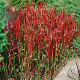 Imperata ( lot. Imperata cylindrica) Red Baron