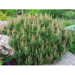 Pušis kalninė ( lot. Pinus mugo ) Humpy