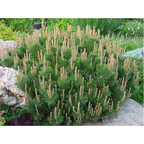 Pušis kalninė ( lot. Pinus mugo ) Humpy