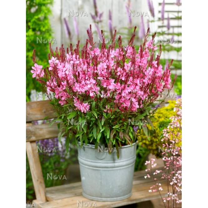 Gaura ( lot. Gaura lindheimeri) Flamingo Pink