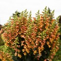 Rusmenė ( lot. digitalis hybrida) Firecracker
