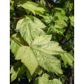 Klevas platanalapis (lot. Acer pseudoplatanus) Leopoldi