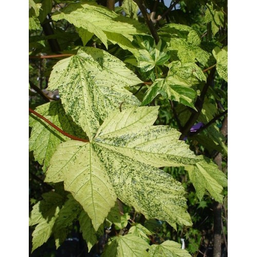 Klevas platanalapis (lot. Acer pseudoplatanus) Leopoldi