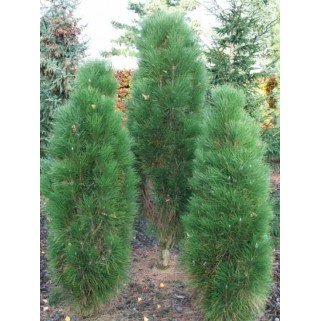 Pušis juodoji ( lot. Pinus nigra )  Green Rocket
