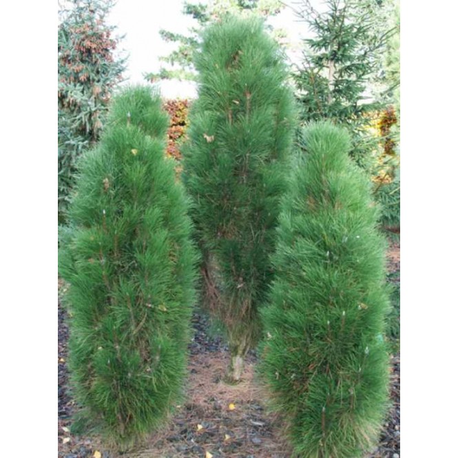 Pušis juodoji ( lot. Pinus nigra )  Green Rocket