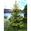 Eglė rytinė ( Picea orientalis) Aureospicata