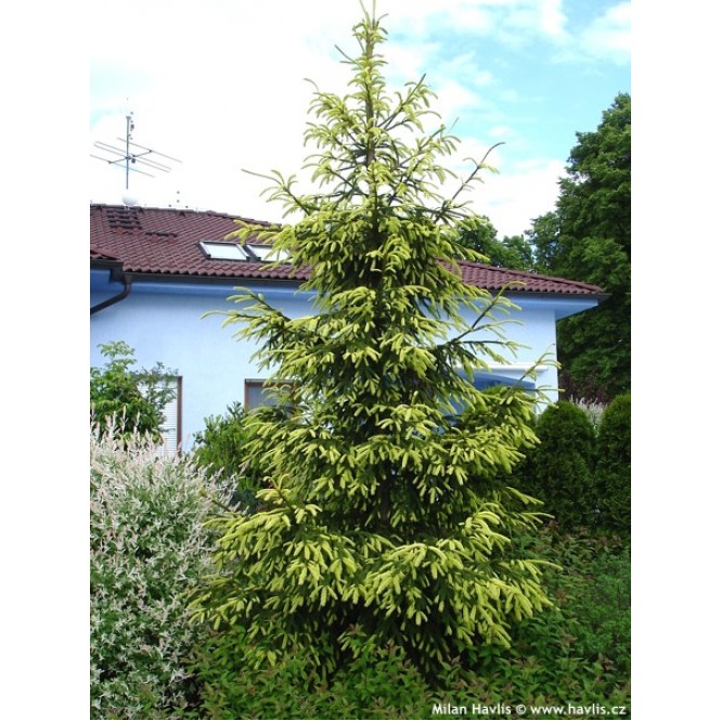 Eglė rytinė ( Picea orientalis) Aureospicata