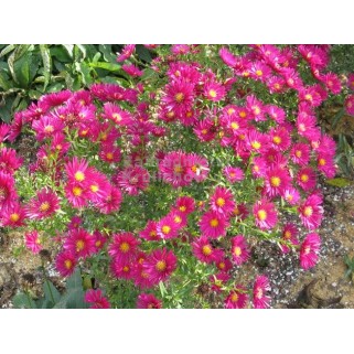 Astras rudeninis lot. Aster nowa-belgi) Winston Churchill