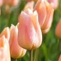Tulpės Apricot Beauty, 5 vnt, vazone