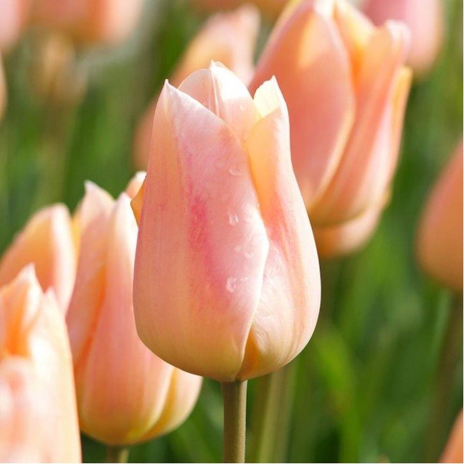 Tulpės Apricot Beauty, 50 vnt vazone
