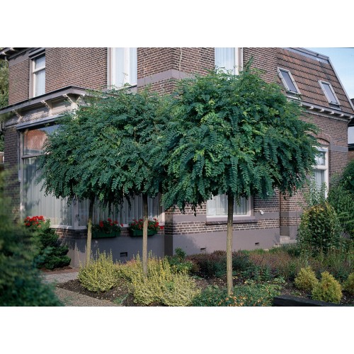 Robinija baltažiedė- akacija (Robinia pseudoacacia) Umbraculifera