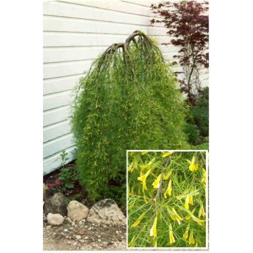 Karagana ( lot. Caragana arborescens) Walker