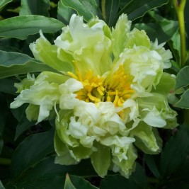 Bijūnas ( lot. peonia lactiflora )  Green Halo 2025 ruduo
