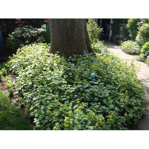 Šalmutis (lot.  Lamiastrum galeobdolon) Florentinum