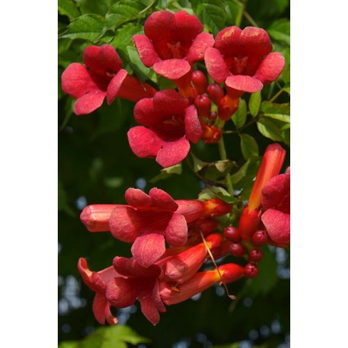 Ląstūnė stambiažiedė ( lot. Campsis radicans) Flamenco
