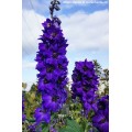 Pentinius didysis (lot. Delphinium elatum ) Magic Fountain Dark Blue Dark Bee