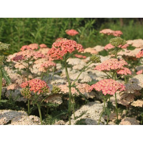 Kraujažolė paprastoji (lot. Achillea millefolium) Lachsschonheit