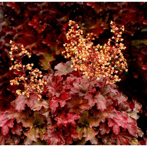 Alūnė ( lot. Heuchera) Root Bear