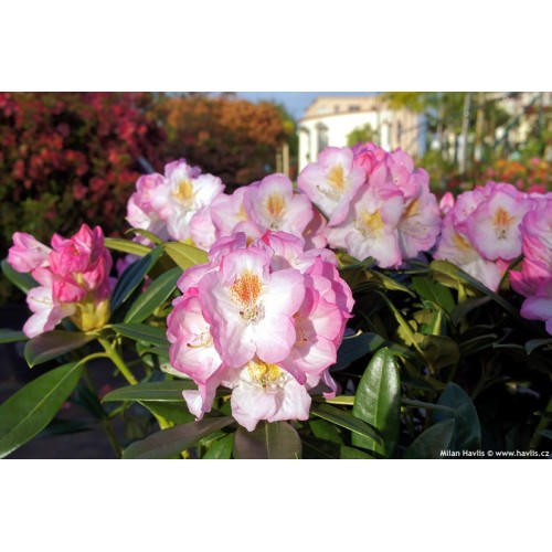 Rododendras ( lot. Rhododendron) Brigitte