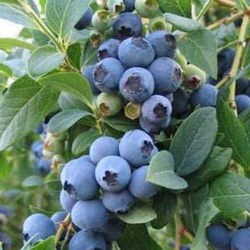 Šilauogė aukštoji ( lot. Vaccinium corymbosum) Sierra