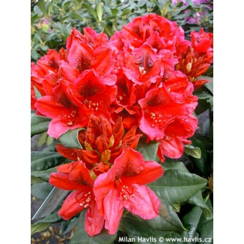 Rododendras ( lot. Rhododendron) Hachmann's Feuerschein