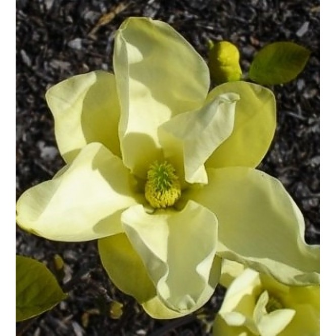 Magnolija (lot. Magnolia hybrida) Yellow River