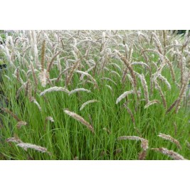 Striepsnenė  blakstieniuotoji (lot. Melica ciliata )