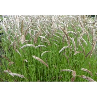 Striepsnenė  blakstieniuotoji (lot. Melica ciliata )