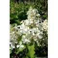 Hortenzija šluotelinė ( lot. Hydrangea paniculata) Levana