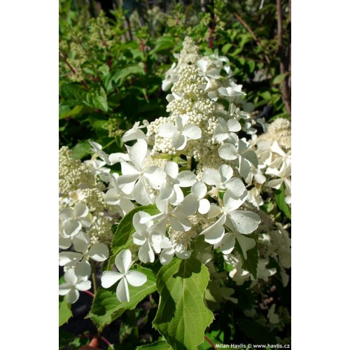 Hortenzija šluotelinė ( lot. Hydrangea paniculata) Levana