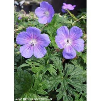 Snaputis (lot. Geranium  himalayense) Plenum