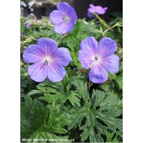 Snaputis (lot. Geranium  himalayense) Baby Blue