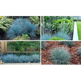 Eraičinas  ( lot. festuca glauca )  Elijah Blue