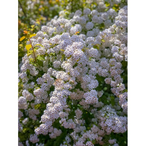 Lanksva vanhuto ( lot. Spiraea vanhouttei) Gold Fountain