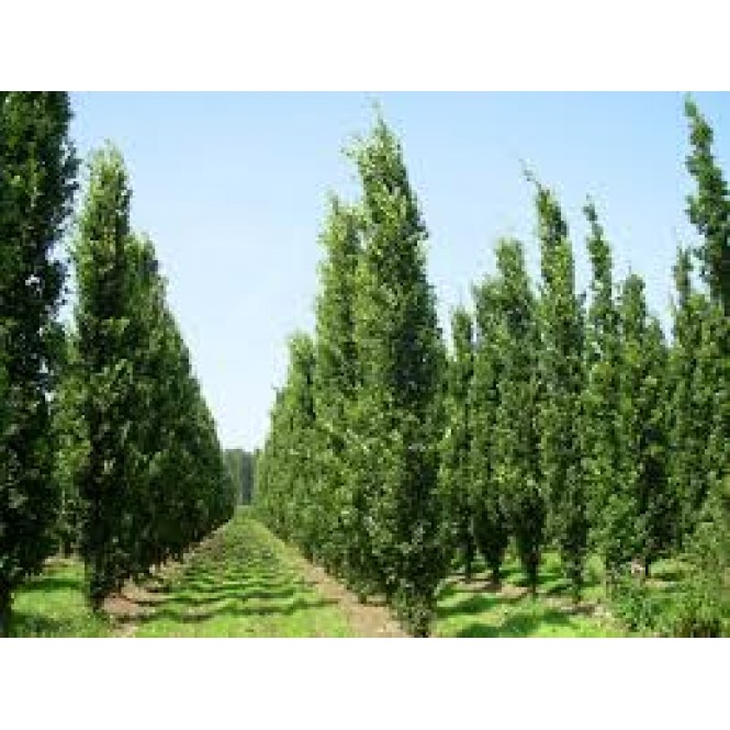 Ąžuolas paprastasis ( lot. Quercus robur) Fastigiata