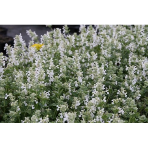 Katžolė faseno (lot. Nepeta x faassenii)  Snowflake