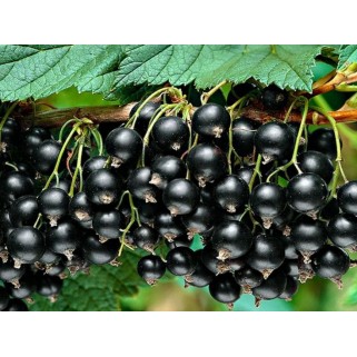 Serbentas juodasis ( lot. Ribes nigrum) Titania