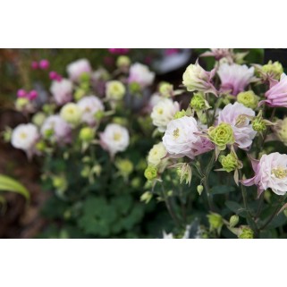 Sinavadas  (lot.Aquilegia caerulea) Winky Double pink & White 