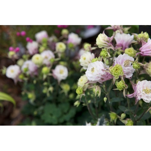 Sinavadas  (lot.Aquilegia caerulea) Winky Double rose & White 