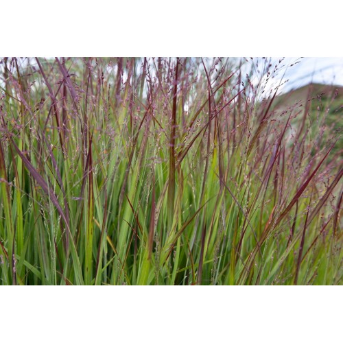 Ryškėtoji sora ( lot. Panicum virgatum) Shenandoah