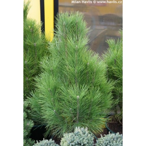 Pušis hondinė ( lot. Pinus densiflora )  Fastigiata