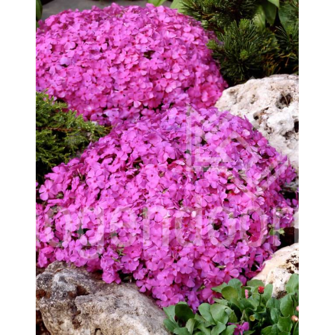 Flioksas ylalapis (Phlox subulata) MacDaniels Cushion